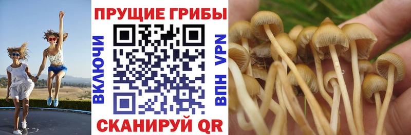 купить Алзамай Галлюциногенные грибы ЛСД
